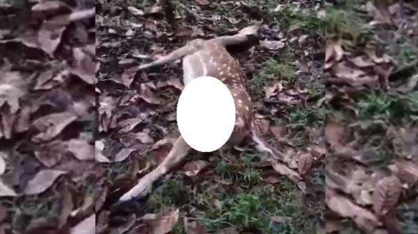 Susi Pudjiastuti Sedih, 4 Rusa Kesayangannya Mati Mengenaskan Diserang Ajing Liar