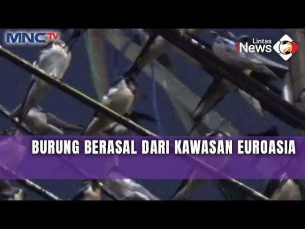Fenomena Langka: Ribuan Burung Layang-Layang Eurasia Migrasi ke Solo Fenomena Langka: Ribuan Burung Layang-Layang Eurasia Migrasi ke Solo