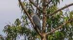 Burung Pemangsa Langka yang Lama Hilang Terlihat Kembali di Papua