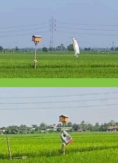 Prabowo Beri 1.000 Burung Hantu untuk Usir Hama Tikus di Pertanian Prabowo Beri 1.000 Burung Hantu untuk Usir Hama Tikus di Pertanian