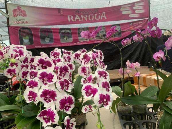 Dari Supir Anggrek Menjadi Sultan Ragunan: Kisah Sukses Rangga Berkat KUR BRI