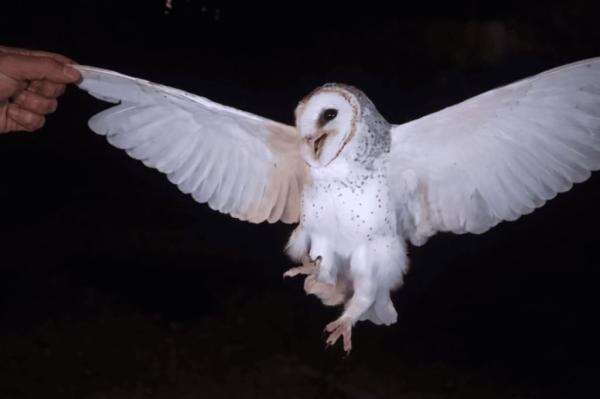 Viral Perempuan di Belu NTT Tembak Mati Burung Hantu gegara Tidur Malam Terganggu