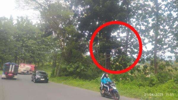 Dahan Pohon Tersangkut di Kabel PLN di Jalan Petir Bantarbolang, Bikin Pengendara Khawatir Dahan Pohon Tersangkut di Kabel PLN di Jalan Petir Bantarbolang, Bikin Pengendara Khawatir