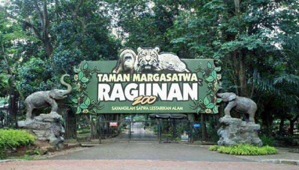 Taman Margasatwa Ragunan Dikunjungi 50 Ribu Orang di Hari Libur Natal 2025