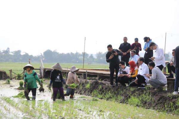 Jokowi Kunjungi Kawasan Penanaman Padi Biosalin, Solusi Pangan untuk Wilayah Pesisir Kota Semarang