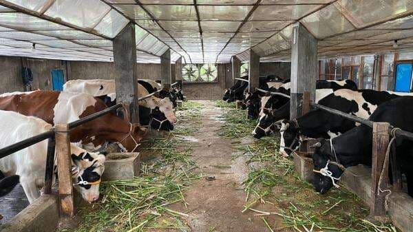 Jelang Ramadan, Harga Daging Sapi dan Kerbau Ditetapkan Rp55 Ribu per Kilogram