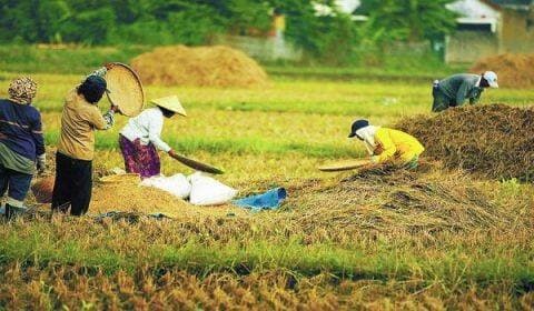 Capaian Swasembada Beras Indonesia Dapat Pengakuan Food and Agriculture Organization (FAO)
