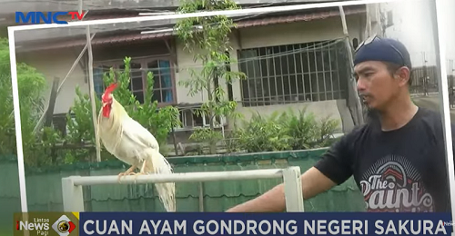 Cuan Ayam Gondrong Negeri Sakura, Dijual Rp 1 Juta/Pasang