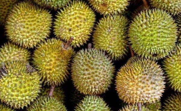 Ini Komentar Mentan Malaysia soal Protes Indonesia Durian Bakal Jadi Buah Nasional