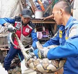 Geger! Ular Sanca 3 Meter Makan 4 Ayam Ternak Milik Warga di Cikarang Utara