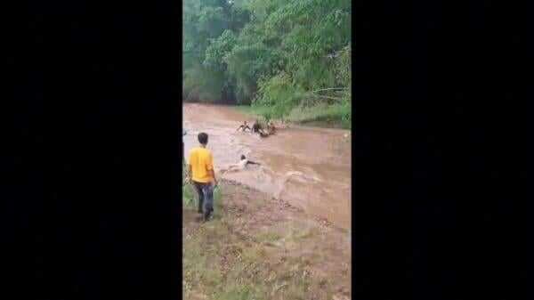 Nekat Terobos Banjir, Perempuan Pengendara Motor di Tuban Hanyut Terbawa Arus Sungai