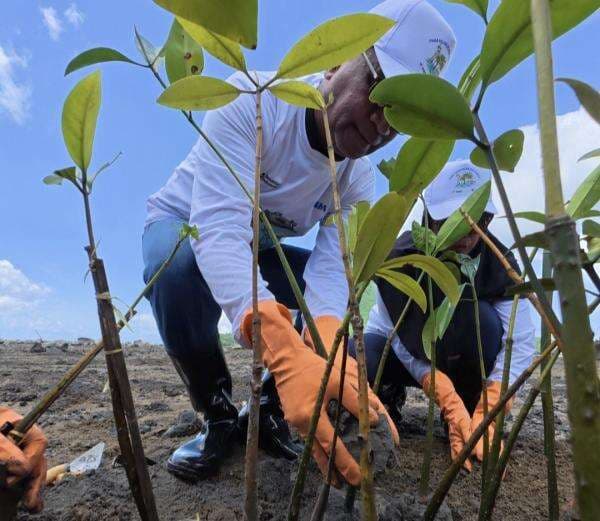 Sebanyak 374.839 Pohon Ditanam PNM, Jejak Nyata Hijaukan Negeri di Hari Gerakan Satu Juta Pohon