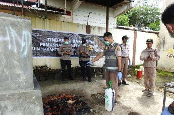 Musnahkan 17 Ekor Ayam Ilegal dari Manado, Barantin Malut Komit Cegah HPHK