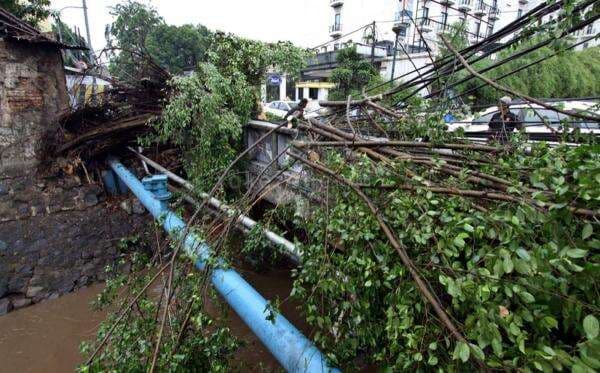 Pohon Tumbang Timpa SPBU Senen, Satu Orang Jadi Korban