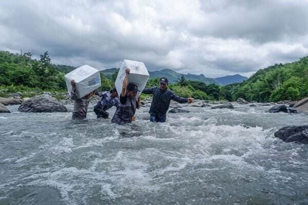 Potret Distribusi Logistik Pilkada 2024 Melewati Sungai Deras ke Daerah Pelosok