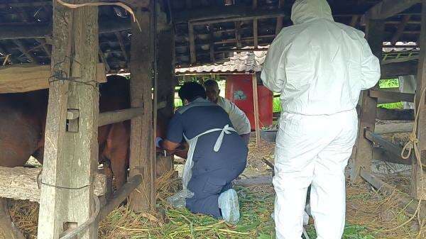 Anggota DPRD Gunungkidul Nilai Penanganan Penyakit Mulut dan Kuku Lamban