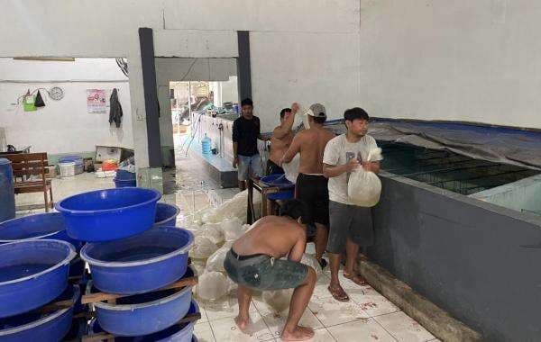 Petani Tambak Mulai Tabur Benih Ikan, 300 Rean Benih Terjual Per Hari