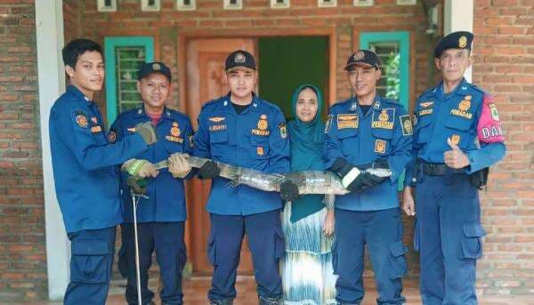 Biawak Besar Bersarang di Atap, Jatuh dari Plafon Bikin Kaget Penghuni Rumah