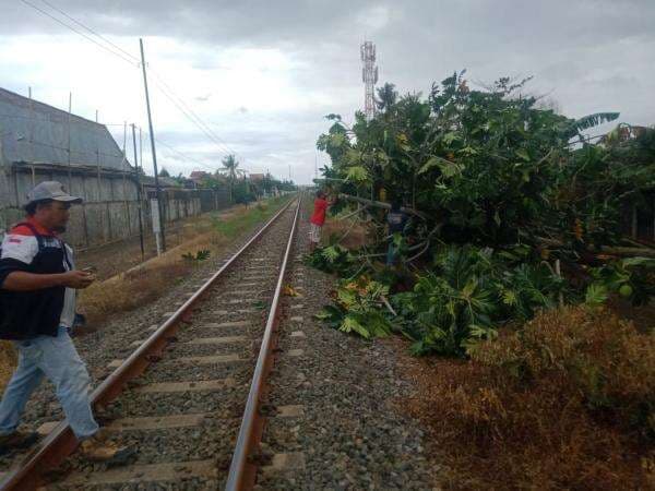 Gegara Pohon Tumbang, Kereta Api Joglosemarkerto dan Taksaka Tertahan 10 Menit, KAI Minta Maaf