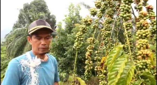 Cuaca Mendukung, Produktivitas Tanaman Kopi Robusta di Pidie Jaya Aceh Meningkat