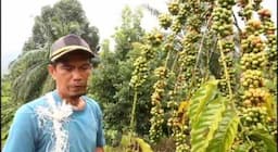 Cuaca Mendukung, Produktivitas Tanaman Kopi Robusta di Pidie Jaya Aceh Meningkat