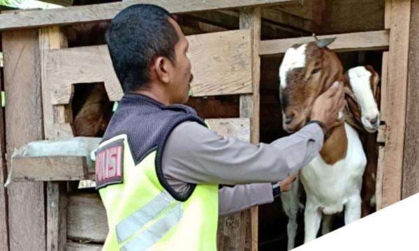 Polisi Inspiratif, IPDA Ismail Anggota Polda Sulbar Jual Kambing untuk Bantu Warga