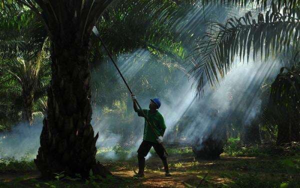 POSCO Akuisisi Sampoerna Agro (SGRO), Ingin Amankan Rantai Pasok CPO