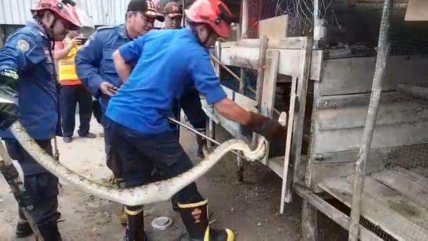 Petugas Damkar Palangkaraya evakuasi Ular piton sepanjang hampir 4 meter yang memangsa Ayam ternak
