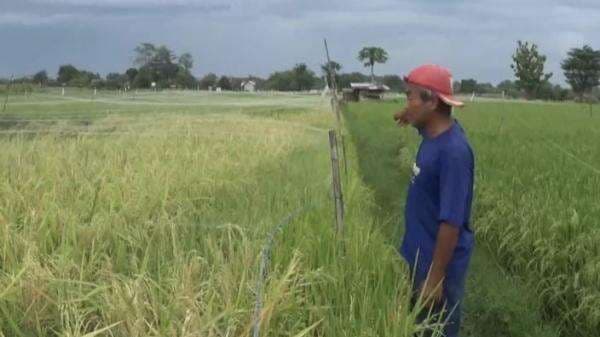 Petani Magetan Terancam Gagal Panen Akibat Serangan Hama Burung dan Ulat