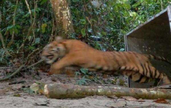 Asik Memancing, Pemuda di Siak Riau Diterkam Harimau