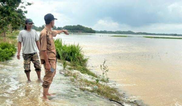 Kepala Pekon Parerejo Tinjau Sawah Terendam Banjir