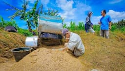 Serapan Gabah Petani Rendah, Bulog Harus Perluas Jangkauan Pembelian hingga Pelosok