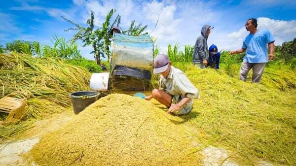 Bulog Wajib Serap Gabah Petani Rp6.500, Ini Alasannya