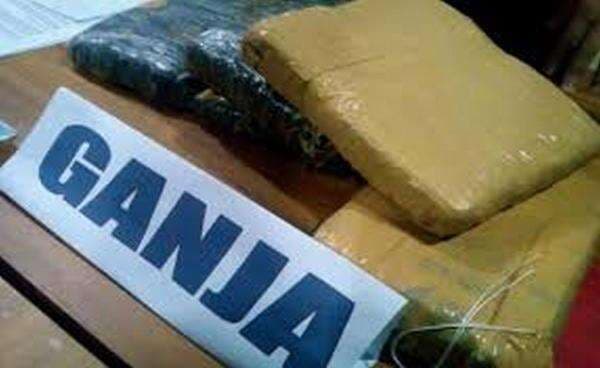 Mahasiswa Ini Nekat Tanam Ganja di Dalam Kamar Mahasiswa Ini Nekat Tanam Ganja di Dalam Kamar