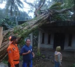 Hujan Angin, Sejumlah Rumah Rusak dan Pohon Tumbang di Ciawi