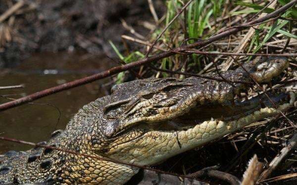Ngeri! Warga Pasaman Barat Hilang Diterkam Buaya saat Menembak Ikan