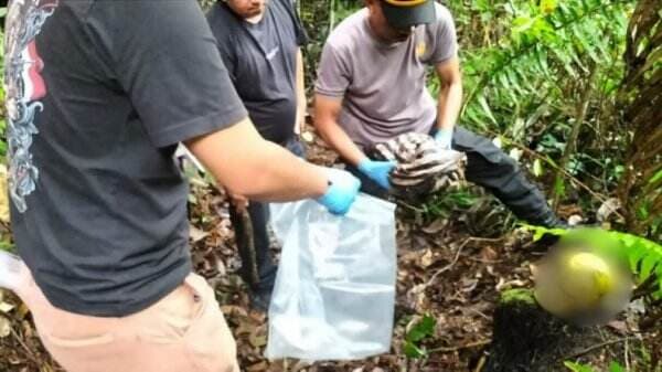 Geger! Tengkorak Kerangka Manusia Ditemukan dalam Hutan di Toba