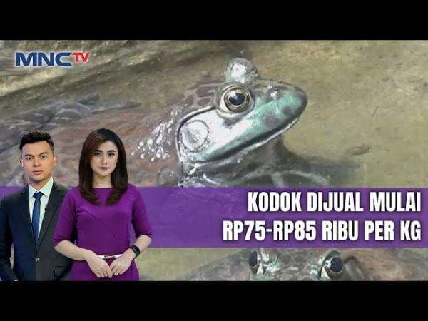 Raup Omzet Rp15 Juta per Bulan, Warga Denpasar Sukses Budidayakan Kodok di Lahan Sempit