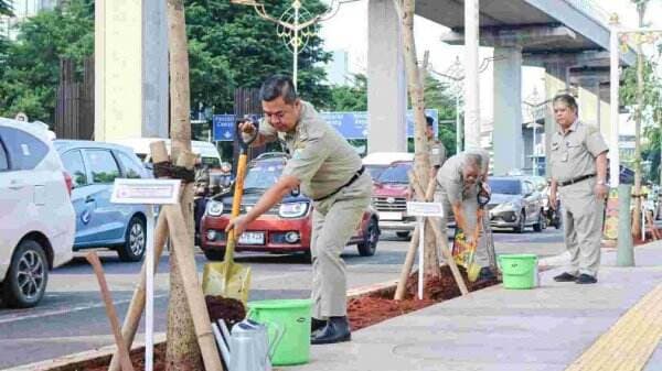 Pemprov DKI Tanam 136 Pohon Tabebuya di Rasuna Said, Perbaiki Kualitas Udara