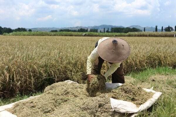 Bulog Harus Kerja Keras Serap Gabah Petani di Tengah Musim Panen