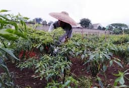 Derita Petani Sayur yang Terdampak Gerakan Boikot Produk Israel di Indonesia