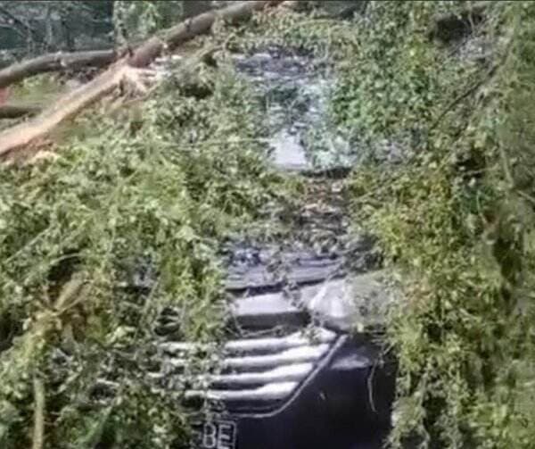 Update! Hujan Angin di Jakarta: 13 Pohon Tumbang, 3 Mobil dan 1 Motor Terdampak