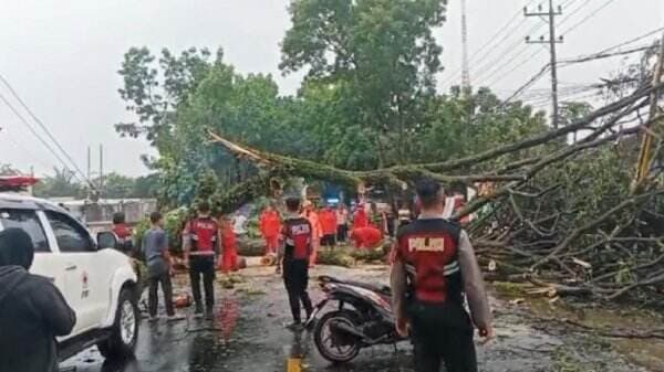 Kronologi Pohon Tumbang Timpa 3 Mobil di Malang Tewaskan Suami Istri, 3 Luka-Luka