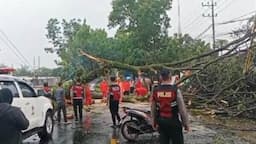 Kronologi Pohon Tumbang Timpa 3 Mobil di Malang Tewaskan Suami Istri, 3 Luka-Luka