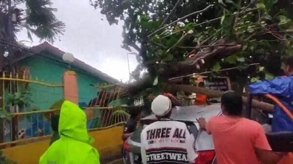 Parepare Hujan Disertai Angin Kencang, Pohon Besar Tumbang Timpa Mobil Honda HR-V