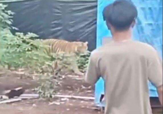 Viral Pria di Pelawalan Santai Rekam Harimau dari Jarak Dekat 