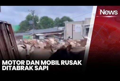 Puluhan Motor-Mobil Rusak Diinjak-injak Ratusan Sapi di Makassar