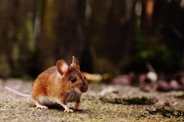 Bikin Panik, Pesawat Mendarat Darurat Gegara Tikus Loncat di Makanan Penumpang