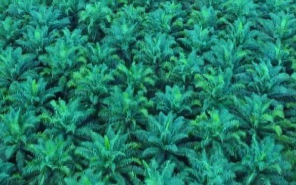 TAPG Putuskan Dividen Final Rp76 per Saham TAPG Putuskan Dividen Final Rp76 per Saham