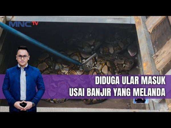 Ular Sanca Sepanjang 3 Meter Gegerkan SD di Sunter Jaya, Tanjung Priok Ular Sanca Sepanjang 3 Meter Gegerkan SD di Sunter Jaya, Tanjung Priok
